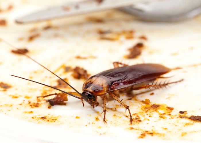 Cockroach