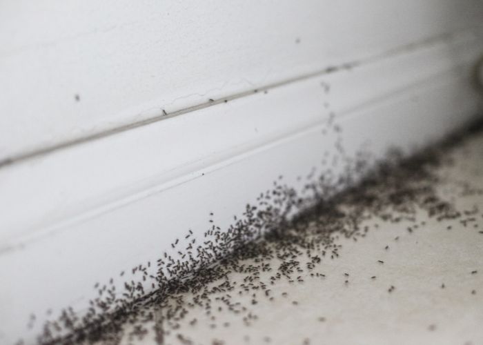 Ants pest service