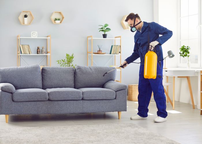 Bed bug 700 500