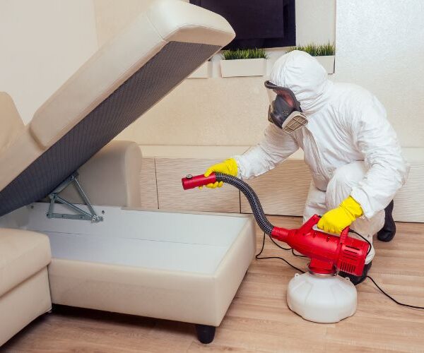 Bed bugl pest service 1 600x500