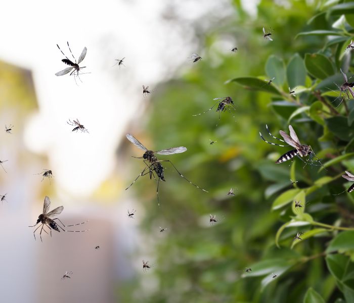 Mosquito 700 600 1