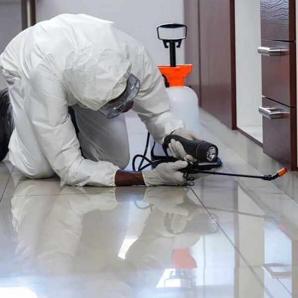 Pest control ant