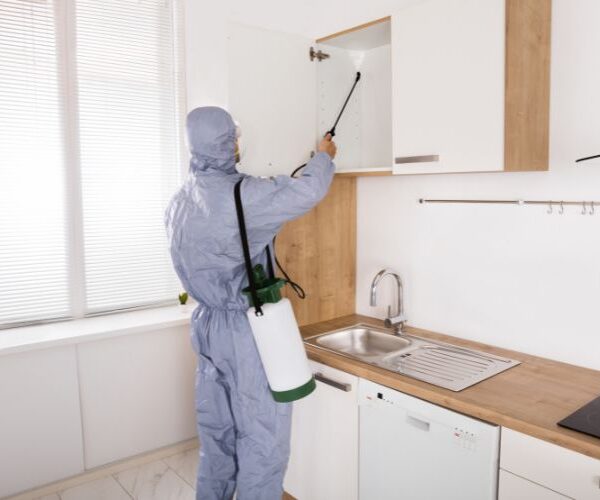 Termite pest service 600x500