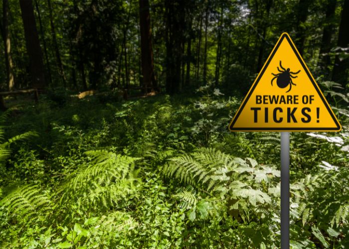 Ticks pest service